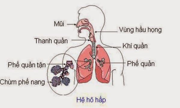 Massage bấm huyệt xoa bóp giúp cải thiện hệ thống hô hấp