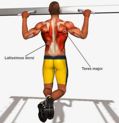 người mới bắt đầu tập xà đơn thế nào